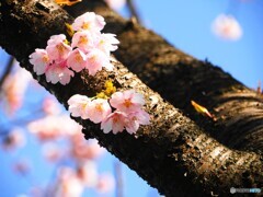 桜の頃を懐かしむ④