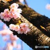 桜の頃を懐かしむ④
