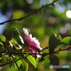 山茶花。