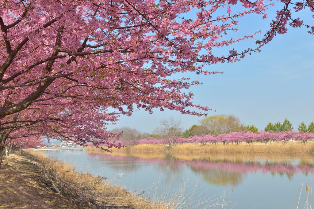 河津桜