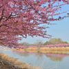 河津桜