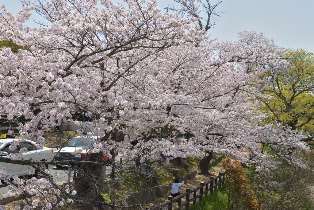 岡山後楽園周辺の桜