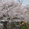 岡山後楽園周辺の桜