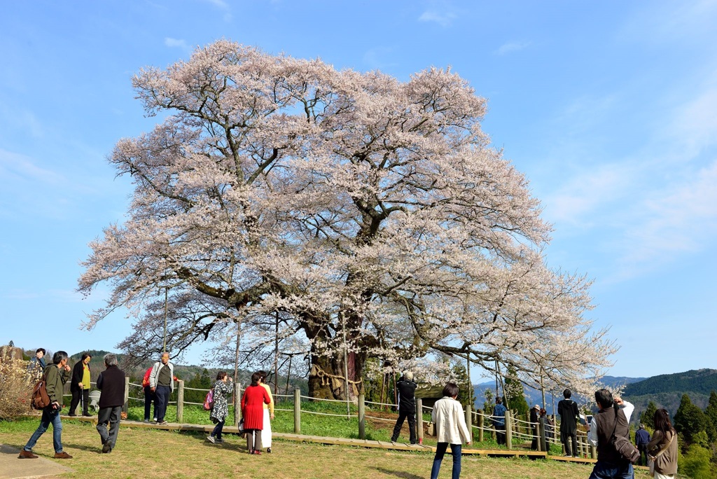 醍醐桜