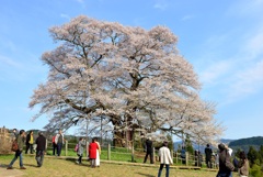 醍醐桜