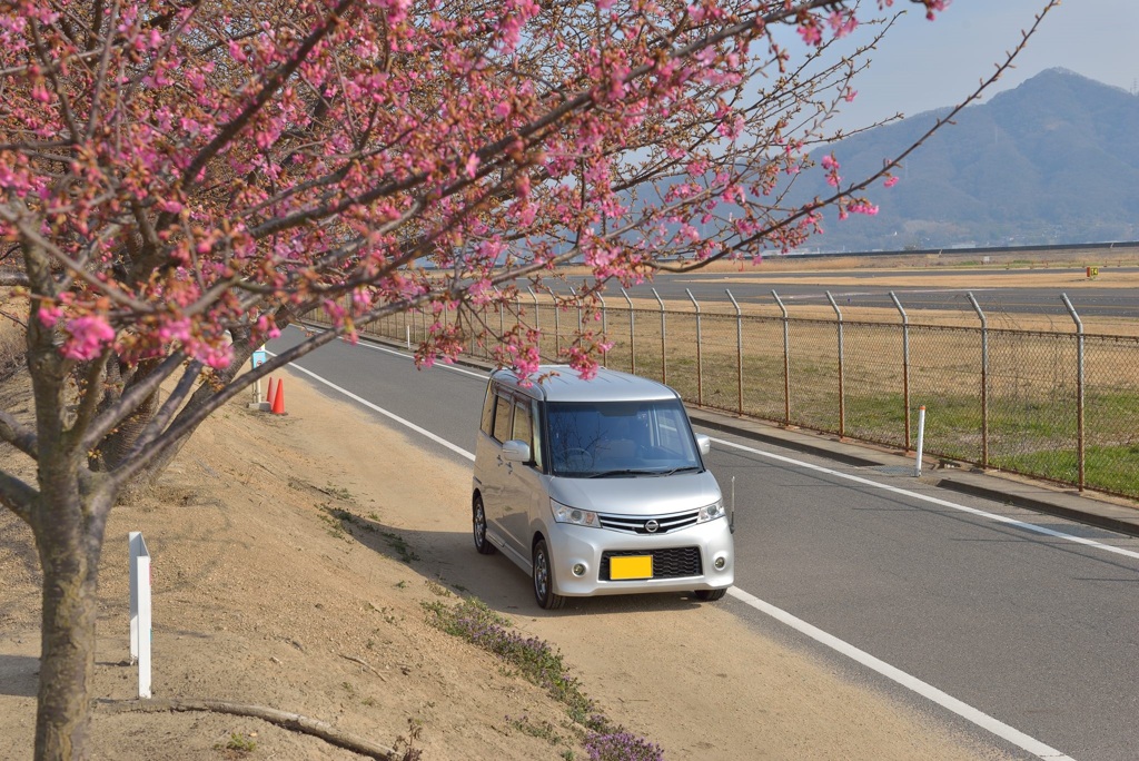 咲き始めの河津桜