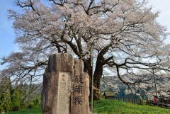 醍醐桜
