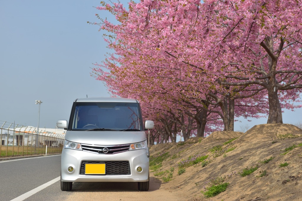 河津桜