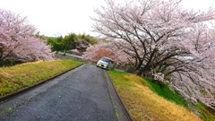 桜　