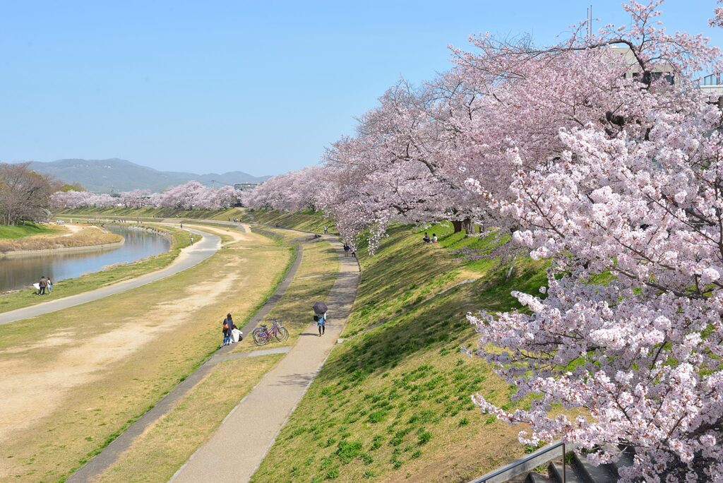 岡山後楽園周辺の桜