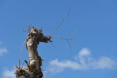 龍の様？？？？？