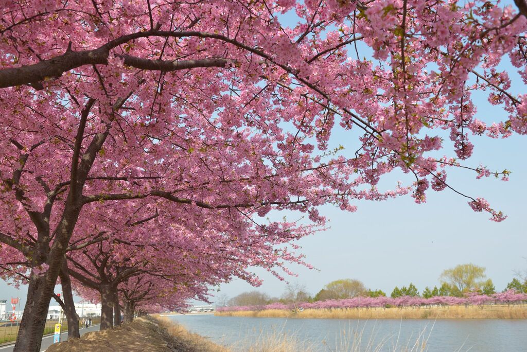 河津桜