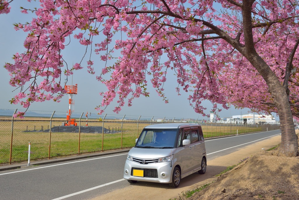 河津桜
