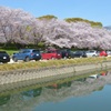 岡山後楽園周辺の桜