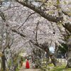岡山後楽園周辺の桜