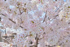 岡山後楽園周辺の桜