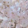 岡山後楽園周辺の桜