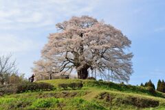 醍醐桜