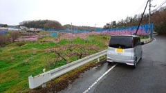 桃の花