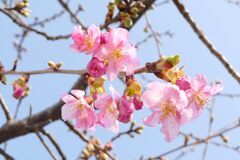 河津桜