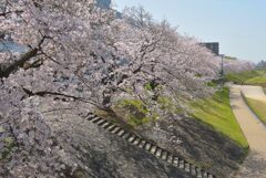 岡山後楽園周辺の桜