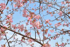 咲き始めの河津桜