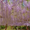 藤公園