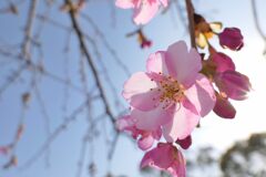 河津桜