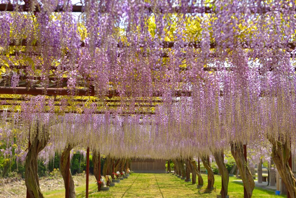 藤公園