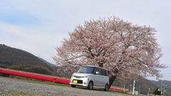 旭川堤防沿いの桜