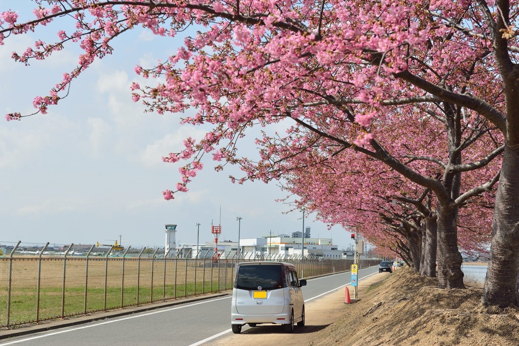 河津桜
