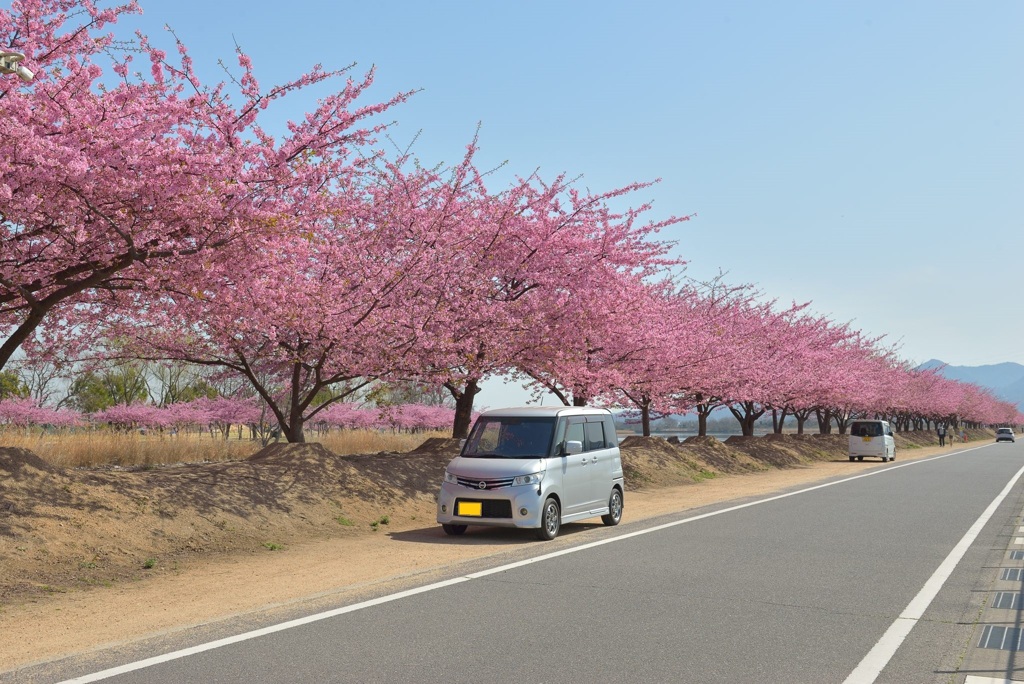 河津桜
