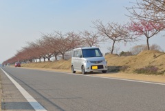 咲き始めの河津桜