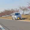 咲き始めの河津桜