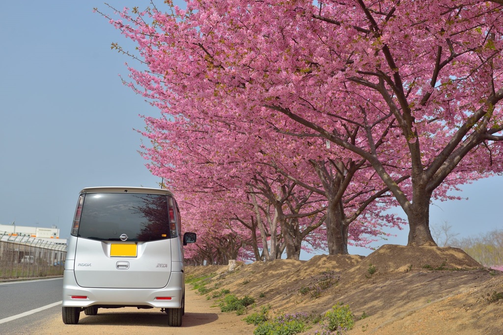 河津桜