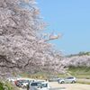 岡山後楽園周辺の桜