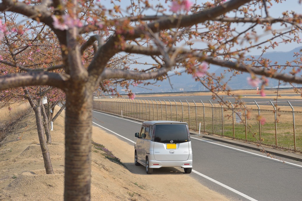咲き始めの河津桜