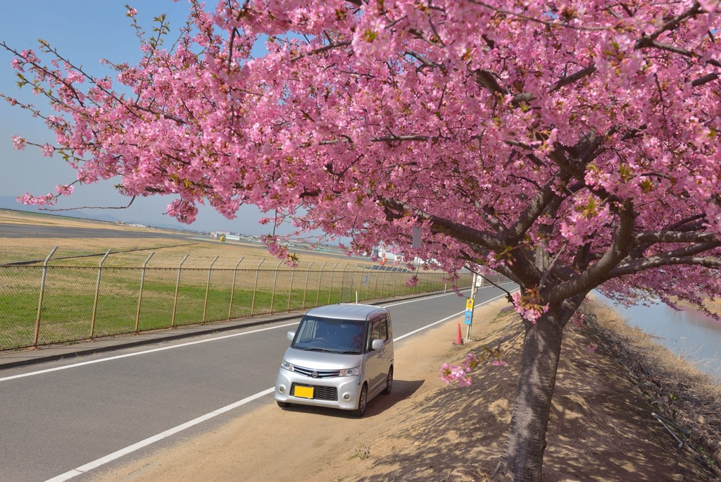 河津桜