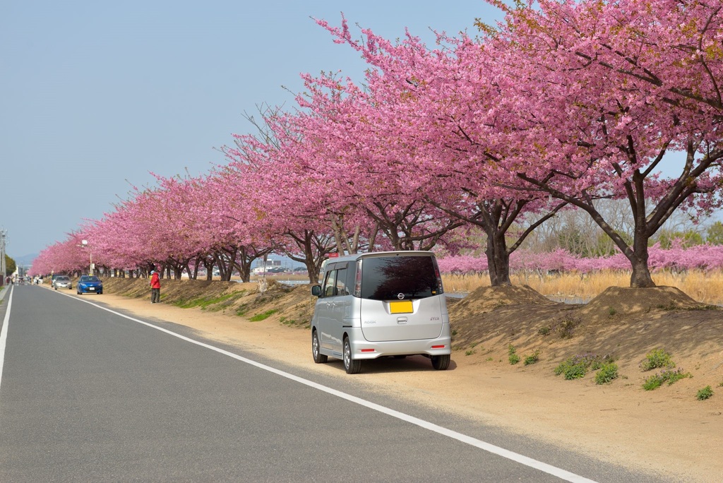 河津桜