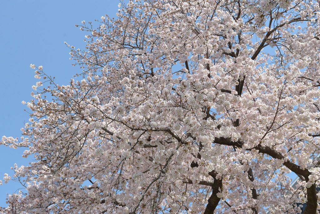 岡山後楽園周辺の桜