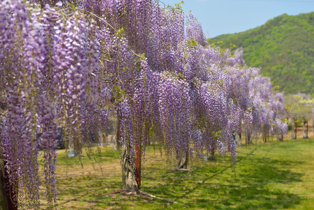藤公園