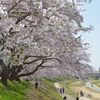 岡山後楽園周辺の桜