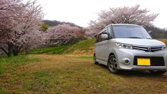 桜