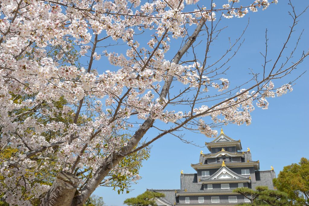 岡山後楽園周辺の桜