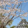 岡山後楽園周辺の桜