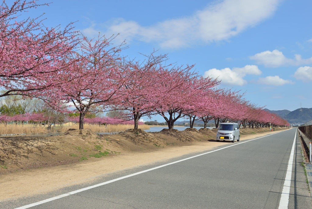 河津桜