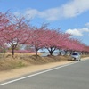 河津桜