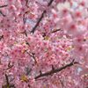 河津桜
