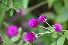 紫の花