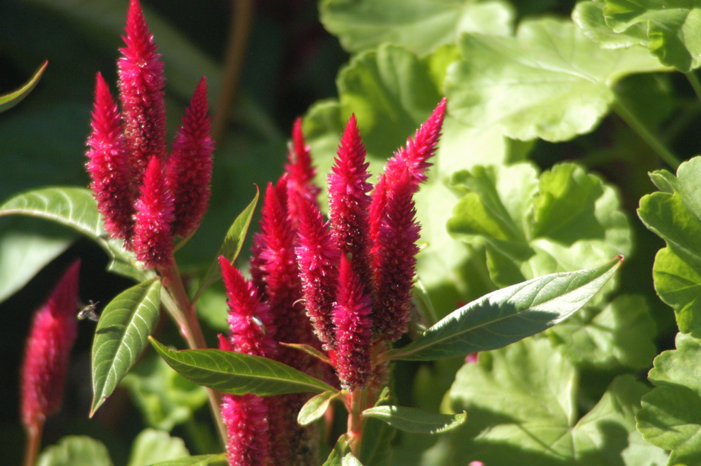 いい色の花　２